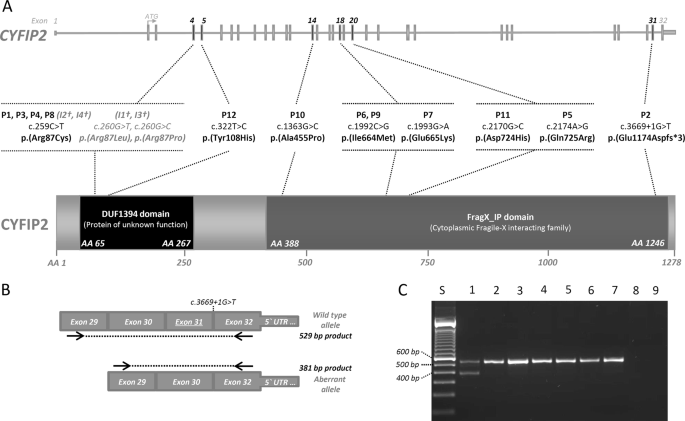 Spatially Clustering De Novo Variants In Cyfip2 Encoding The Cytoplasmic Fmrp Interacting Protein 2 Cause Intellectual Disability And Seizures European Journal Of Human Genetics