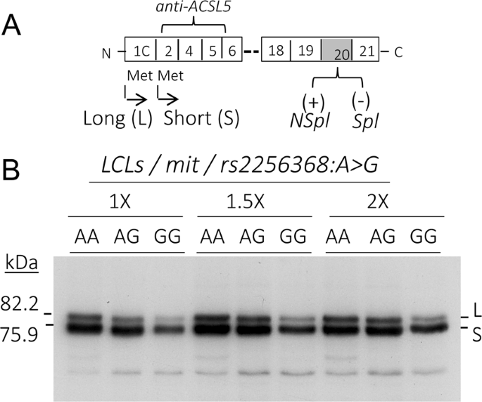 Splice Site Variant In Acsl5 A Marker Promoting Opposing Effect On Cell Viability And Protein Expression European Journal Of Human Genetics