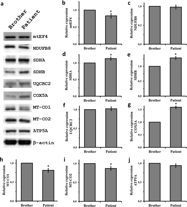 (PDF) Identification of de novo EP300 and PLAU variants in a patient with  Rubinstein–Taybi syndrome-related arterial vasculopathy and skeletal anomaly