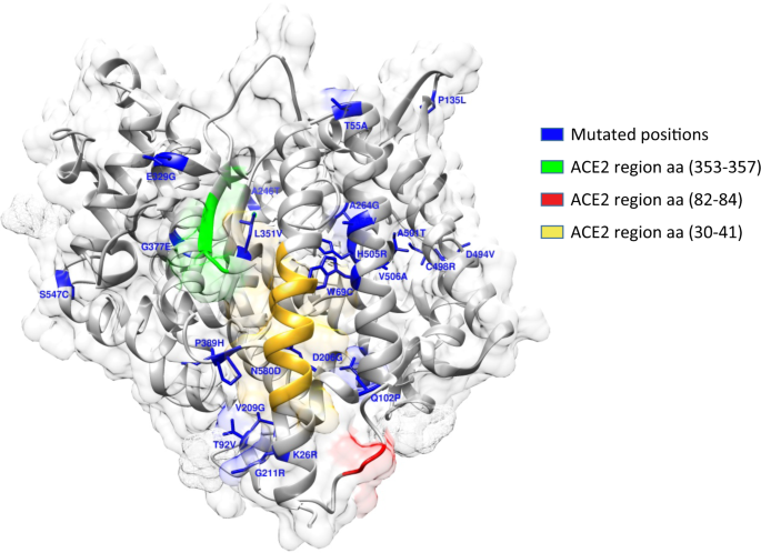 Ace2 Gene Variants May Underlie Interindividual Variability And Susceptibility To Covid 19 In The Italian Population European Journal Of Human Genetics