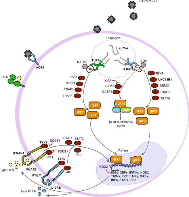 Presence of rare potential pathogenic variants in subjects under 65 years  old with very severe or fatal COVID-19