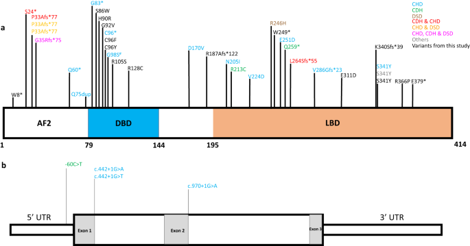 Heterozygous rare variants in nr2f2 cause a recognizable multiple congenital anomaly syndrome with developmental delays
