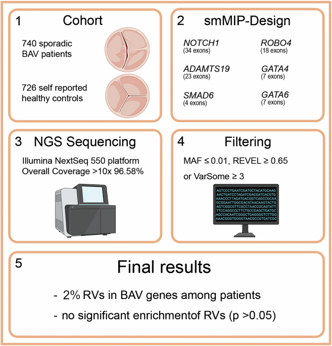 Implications of monogenic bicuspid aortic valve (BAV) forms among sporadic BAV patients