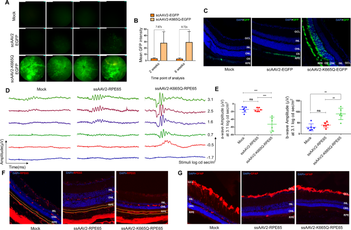 Improved Ocular Gene Transfer With A Neddylation Site Modified v Rpe65 Vector In Rd12 Mice Eye