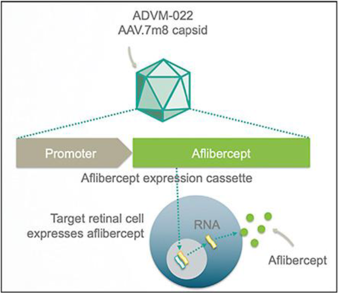 Review Of Gene Therapies For Age Related Macular Degeneration Eye