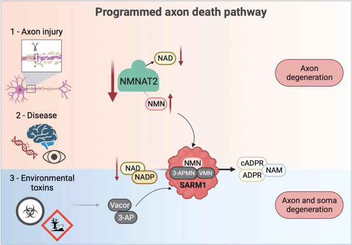 Programmed axon death: a promising target for treating retinal and optic nerve disorders