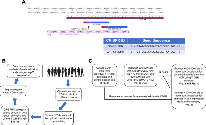 Precise And Error Prone Crispr Directed Gene Editing Activity In Human Cd34 Cells Varies Widely Among Patient Samples Gene Therapy Precise And Error Prone Crispr Directed Gene Editing Activity In Human Cd34 Cells Varies Widely Among Patient Samples Gene Therapy