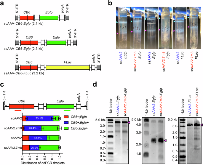 The AAV2.7m8 capsid packages a higher degree of heterogeneous vector ...