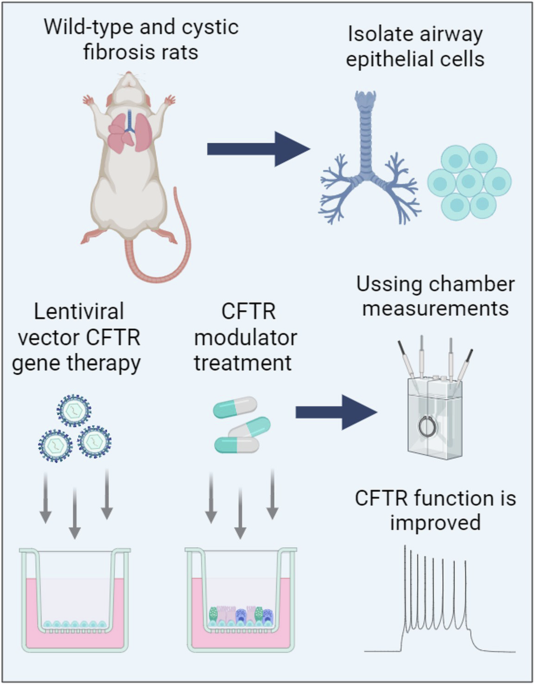 Lentiviral vector gene therapy and CFTR modulators show comparable ...