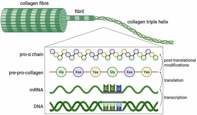 Gene editing for collagen disorders: current advances and future perspectives Gene editing for collagen disorders: current advances and future perspectives