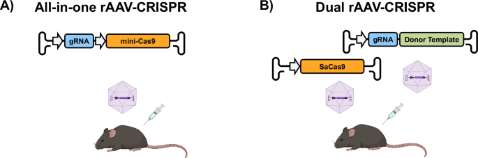 Therapeutic in vivo genome editing: innovations and challenges in rAAV ...