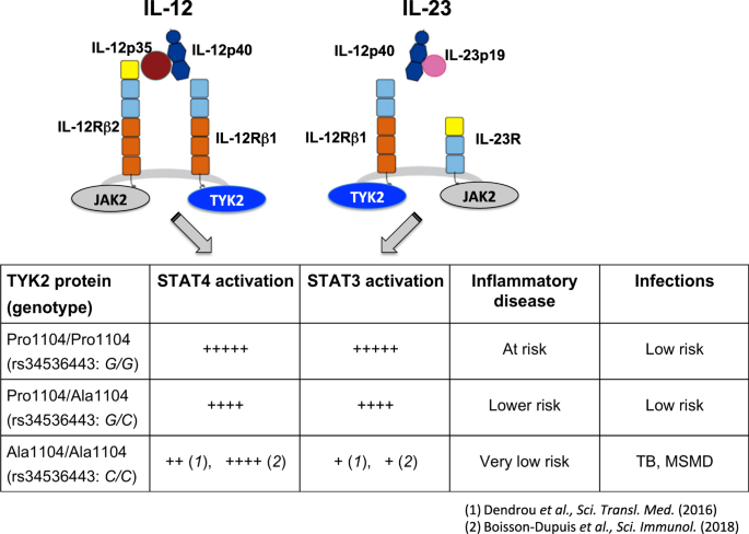 The Il 23 Il 17 Pathway In Human Chronic Inflammatory Diseases New Insight From Genetics And Targeted Therapies Genes Immunity