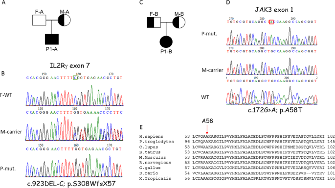 Atypical Immune Phenotype In Severe Combined Immunodeficiency Patients With Novel Mutations In Il2rg And Jak3 Genes Immunity