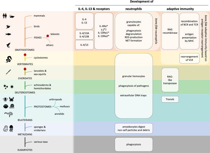 Evolution and function of interleukin-4 receptor signaling in adaptive immunity and neutrophils