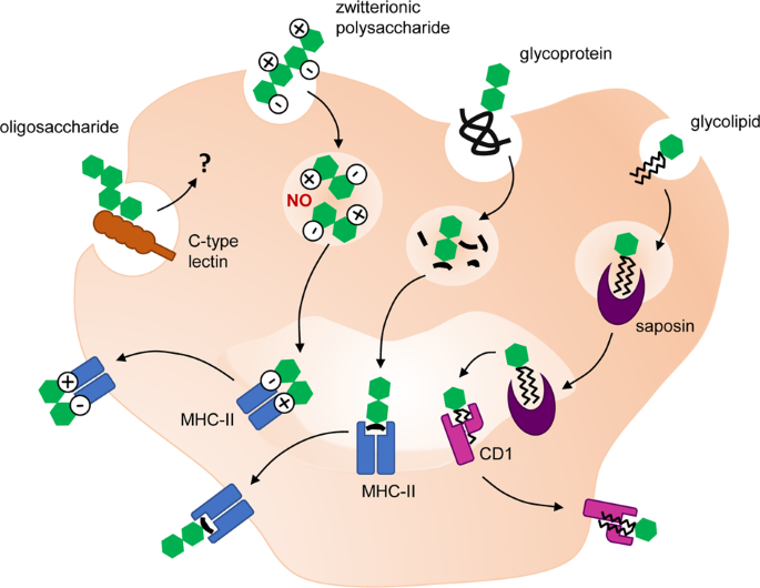 Competition between Serum IgG, IgM, and IgA Anti-Glycan Antibodies