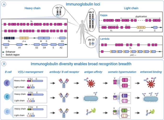Immunoglobulin germline gene variation and its impact on human disease |  Genes & Immunity