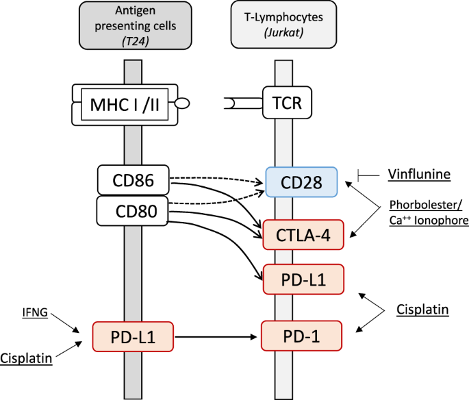 Modulation of immune checkpoint regulators in interferon γ induced urothelial carcinoma and activated t-lymphocyte cells by cytostatics