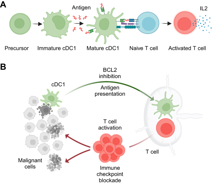 BCL2 inhibition stimulates dendritic cell function for improved anticancer immunotherapy | Genes & Immunity