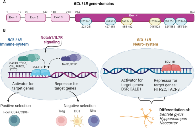 Pivotal role of bcl11b in the immune, hematopoietic and nervous systems: a review of the bcl11b-associated phenotypes from the genetic perspective