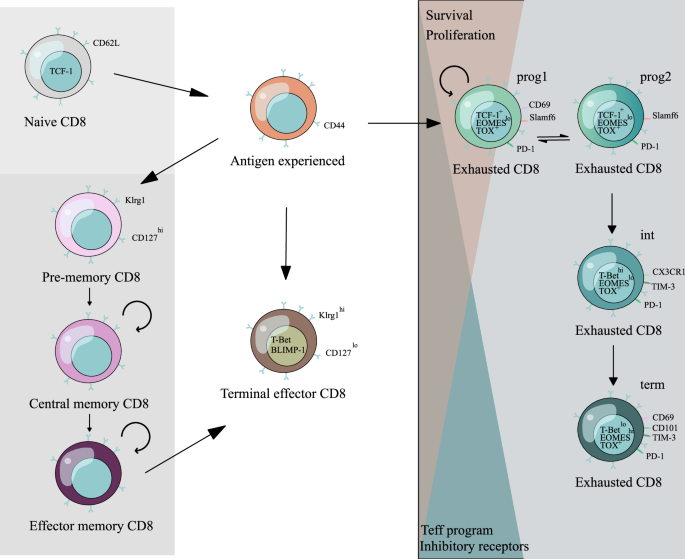 Epigenetics behind cd8+ t cell activation and exhaustion