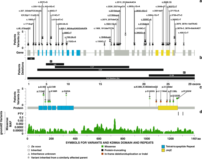 Clinical Delineation Sex Differences And Genotype Phenotype Correlation In Pathogenic Kdm6a Variants Causing X Linked Kabuki Syndrome Type 2 Genetics In Medicine