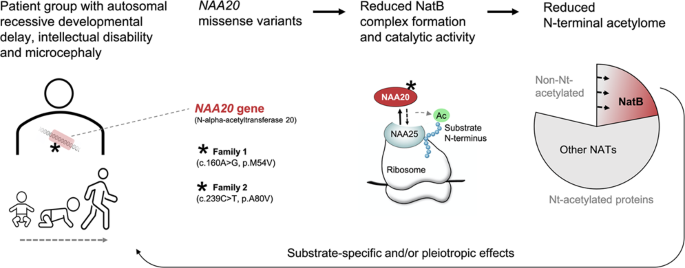 In Autosomal Dominant Inheritance Asp Item Id