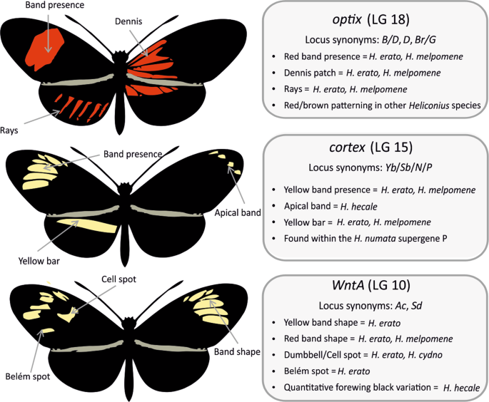 PDF] Associated type synonyms