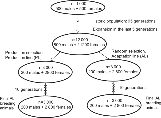 Genomic selection strategies for breeding adaptation and production in  dairy cattle under climate change | Heredity