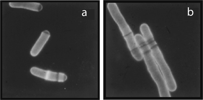 Using genetics to understand biology | Heredity - Nature
