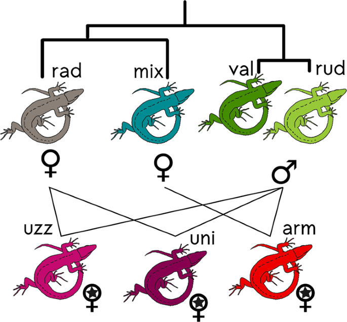The role of hybridisation in the origin and evolutionary persistence of vertebrate parthenogens: a case study of darevskia lizards