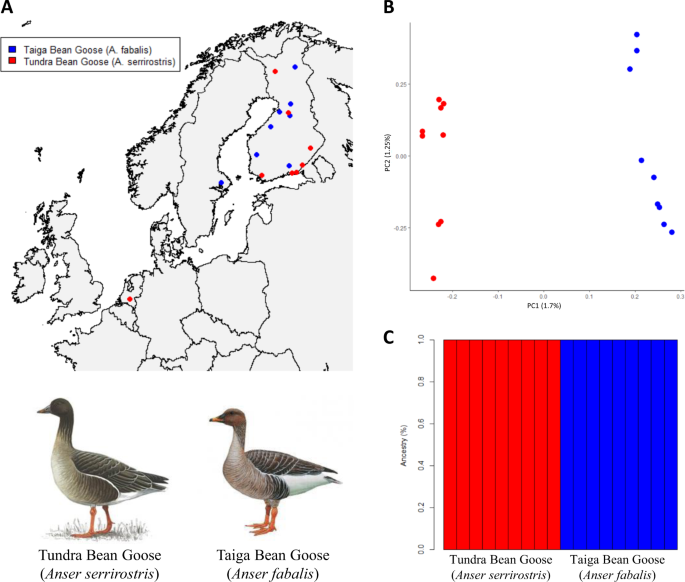 Recent Introgression Between Taiga Bean Goose And Tundra Bean Goose Results In A Largely Homogeneous Landscape Of Genetic Differentiation Heredity