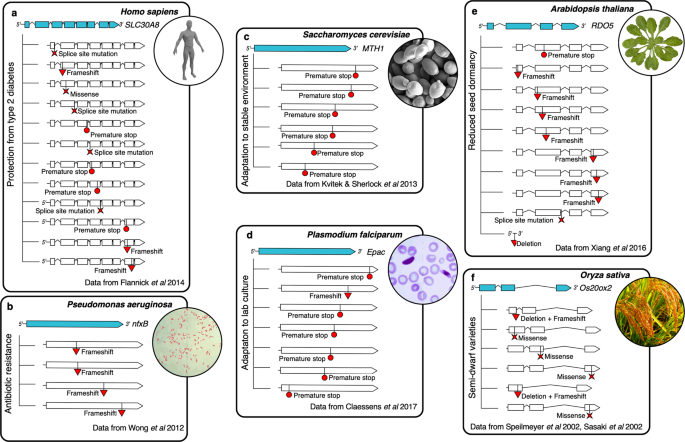 The impact of local genomic properties on the evolutionary fate of genes