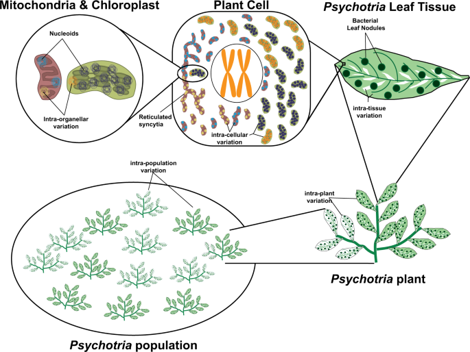 Inheritance through the cytoplasm | Heredity