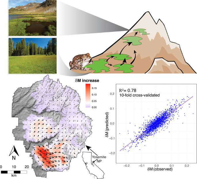 Landscape genetics of a sub-alpine toad: climate change predicted to induce  upward range shifts via asymmetrical migration corridors | Heredity