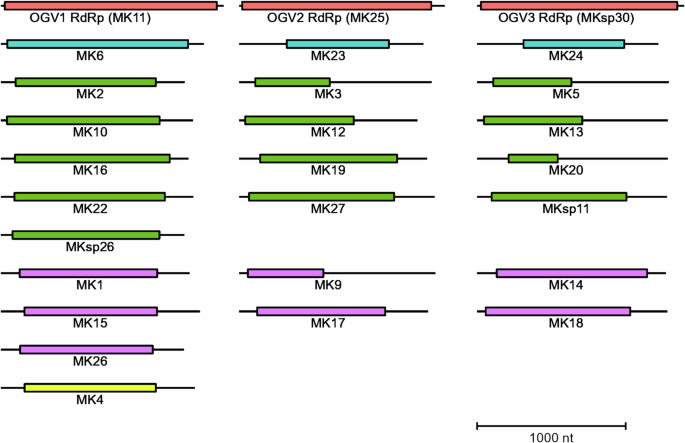 Moth Computer Virus Infection pattern of male-killing viruses alters phenotypes in the tea ...