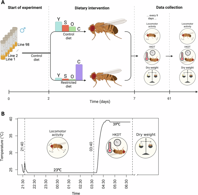 Drosophila Melanogaster Lifespan