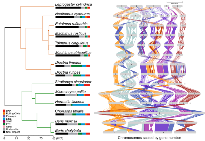 Gene Evolution Pattern Comparative analysis of gene family evolution demonstrates expansion of ...