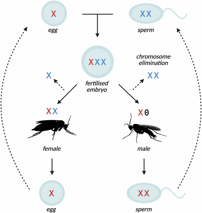 Maternal inheritance of primary sex ratios in the dark-winged fungus gnat Lycoriella ingenua - Heredity