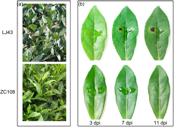 Transcriptional Analysis And Histochemistry Reveal That Hypersensitive Cell Death And H 2 O 2 Have Crucial Roles In The Resistance Of Tea Plant Camellia Sinensis L O Kuntze To Anthracnose Horticulture Research
