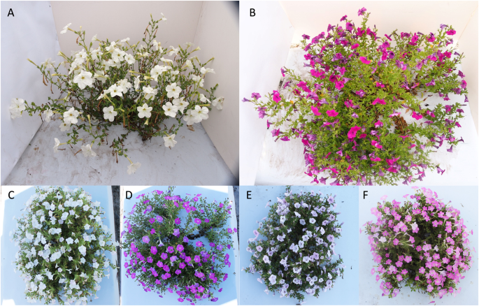 Genome Wide Identification Of Quantitative Trait Loci For Important Plant And Flower Traits In Petunia Using A High Density Linkage Map And An Interspecific Recombinant Inbred Population Derived From Petunia Integrifolia And P Axillaris