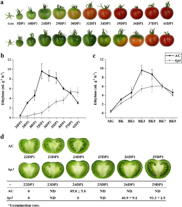 The tomato HIGH PIGMENT1/DAMAGED DNA BINDING PROTEIN 1 gene contributes