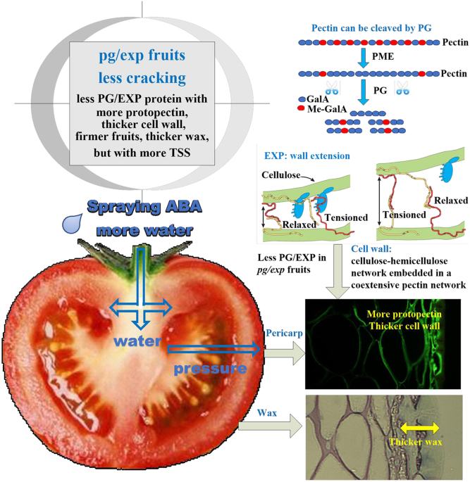 Disassembly of the fruit cell wall by the ripeningassociated polygalacturonase and expansin