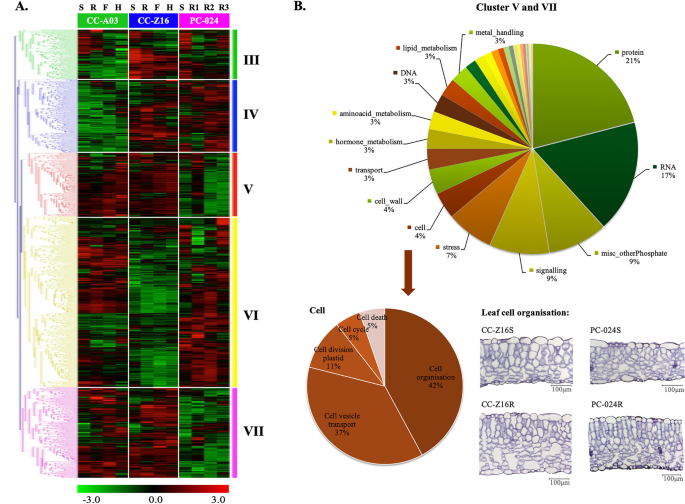 Genome-wide transcriptome analysis reveals molecular pathways involved in  leafy head formation of Chinese cabbage (Brassica rapa)