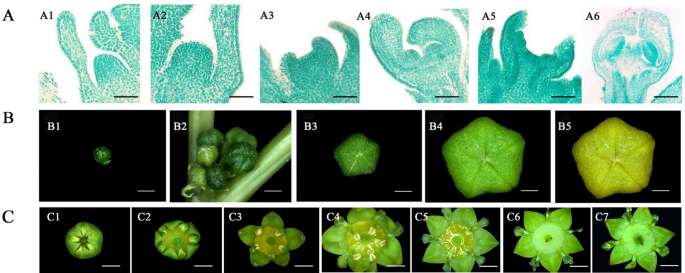 The Regulatory Pathways Of Distinct Flowering Characteristics In Chinese Jujube Horticulture Research