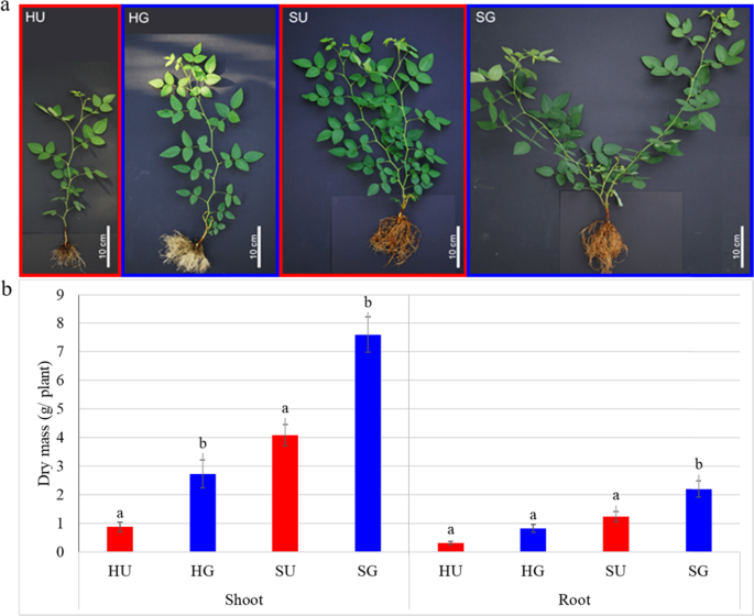 Rhizosphere Microbial Communities Associated To Rose Replant Disease Links To Plant Growth And Root Metabolites Horticulture Research Rhizosphere Microbial Communities Associated To Rose Replant Disease Links To Plant Growth And Root Metabolites Horticulture Research