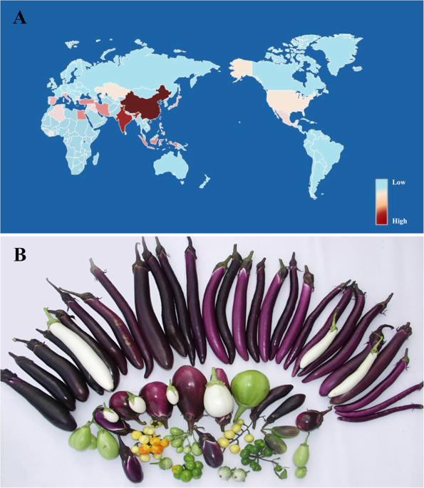 Representative fruits of each of the scarlet eggplant complex (S