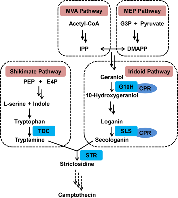 drug camptothecin in ophiorrhiza pumila