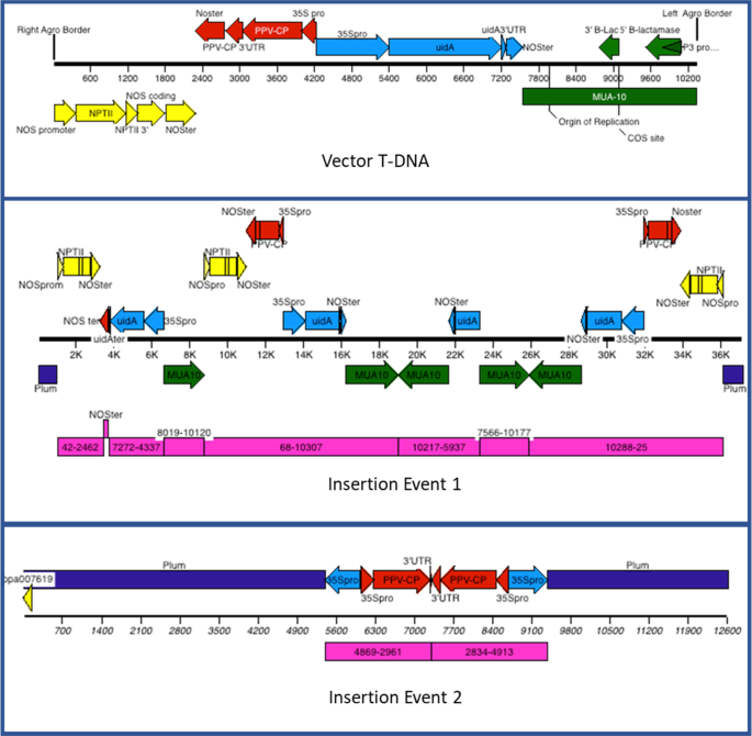 Defining the 'HoneySweet' insertion event utilizing NextGen sequencing and  a de novo genome assembly of plum (Prunus domestica) | Horticulture Research