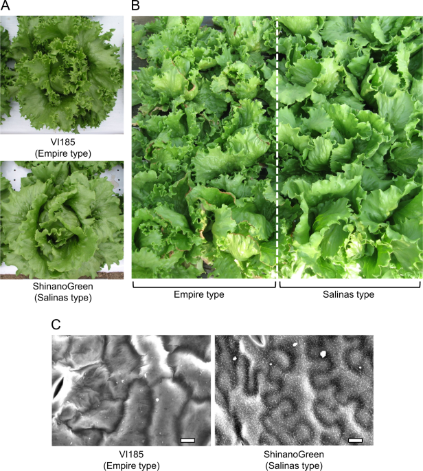 A Cin Like Tcp Transcription Factor Lstcp4 Having Retrotransposon Insertion Associates With A Shift From Salinas Type To Empire Type In Crisphead Lettuce Lactuca Sativa L Horticulture Research