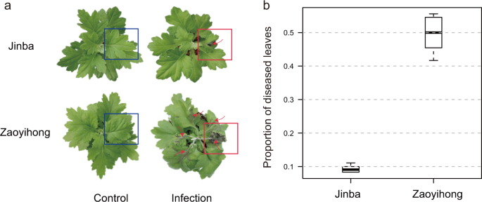 A Temporal Gene Expression Map Of Chrysanthemum Leaves Infected With Alternaria Alternata Reveals Different Stages Of Defense Mechanisms Horticulture Research